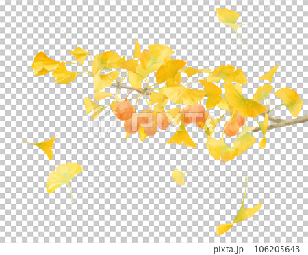 黄色に色づいたイチョウの水彩イラスト。風で散る落ち葉（実付き）。秋の自然素材。 106205643