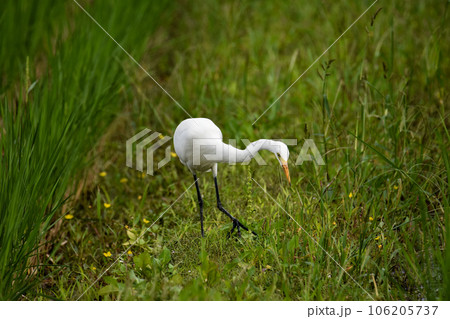 田んぼで餌を探すシラサギ 田んぼで餌を探すシラサギ 106205737