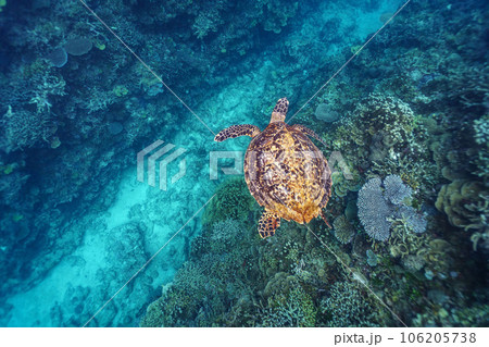 優雅に泳ぐウミガメ 優雅に泳ぐウミガメ 106205738