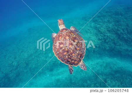 優雅に泳ぐウミガメ 優雅に泳ぐウミガメ 106205748