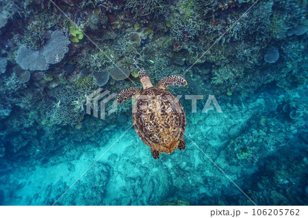 優雅に泳ぐウミガメ 優雅に泳ぐウミガメ 106205762