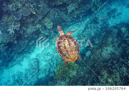 優雅に泳ぐウミガメ 優雅に泳ぐウミガメ 106205764