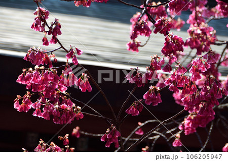 宮地嶽神社の桜 106205947