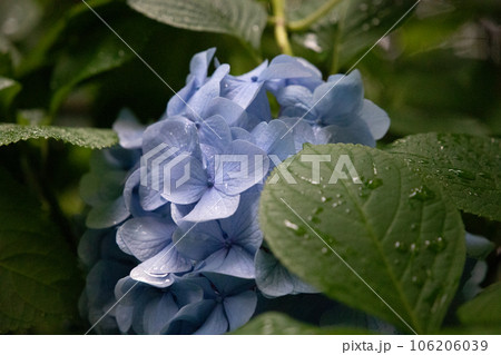 葉に隠れる青色の紫陽花 葉に隠れる青色の紫陽花 106206039