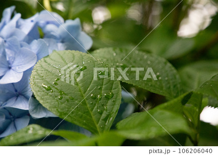 雫が滴る紫陽花の葉 106206040