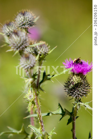 Blooming plant spines with a purple flower with a bumblebee and a blurred green background. Blooming plant spines with a purple flower with a bumblebee and a blurred green background. 106206150