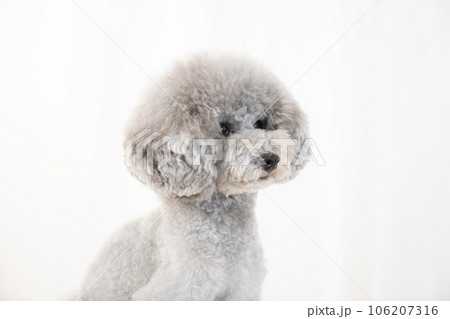 トイプードルのアムルのバストアップ トイプードルのアムルのバストアップ 106207316