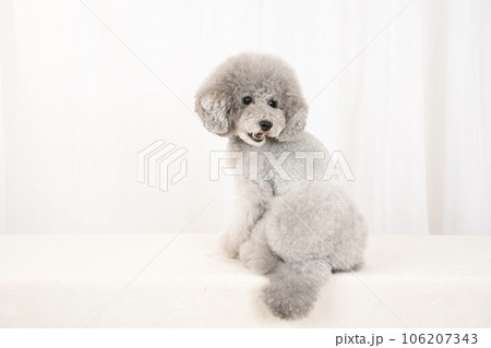 振り向いて笑うトイプードルのアムル 振り向いて笑うトイプードルのアムル 106207343