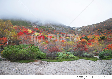 秋の姥ヶ平　霧に包まれた紅葉の那須岳（茶臼岳）【栃木県・那須塩原市】 106207370