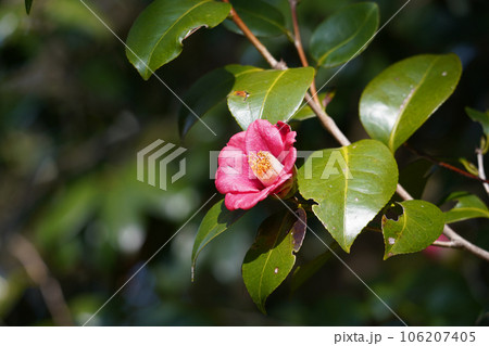 ツバキの花 106207405