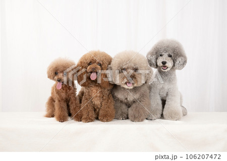 微笑む4匹のトイプードルの集合写真 微笑む4匹のトイプードルの集合写真 106207472