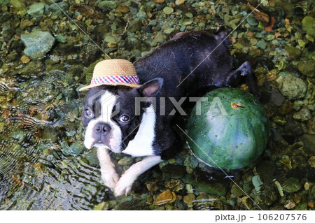 都幾川に冷やしたスイカと並んで可愛く見上げる麦わら帽子のボストンテリア♡マイティ君 都幾川に冷やしたスイカと並んで可愛く見上げる麦わら帽子のボストンテリア♡マイティ君 106207576