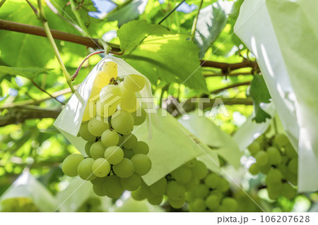 ぶどう畑の風景　実りの秋　山形県天童市 106207628