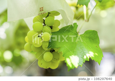 ぶどう畑の風景 実りの秋 山形県天童市 ぶどう畑の風景 実りの秋 山形県天童市 106207640