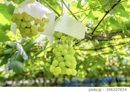 ぶどう畑の風景　実りの秋　山形県天童市 106207654