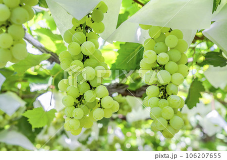 ぶどう畑の風景　実りの秋　山形県天童市 106207655