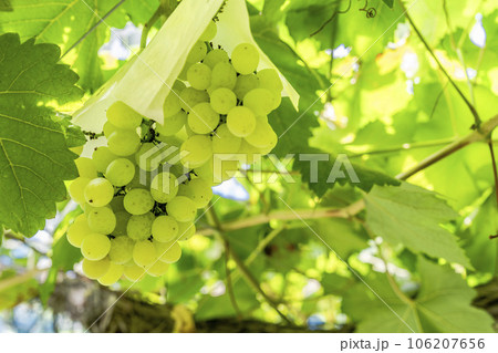 ぶどう畑の風景　実りの秋　山形県天童市 106207656