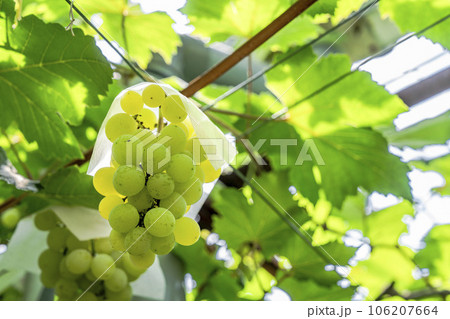 ぶどう畑の風景　実りの秋　山形県天童市 106207664