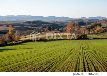夕陽を浴びる秋の緑のムギ畑と丘陵地帯 106208339