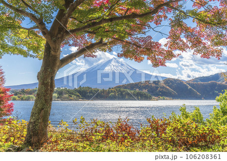 秋の河口湖　もみじトンネルから眺める富士山と紅葉【山梨県・富士河口湖町】 106208361