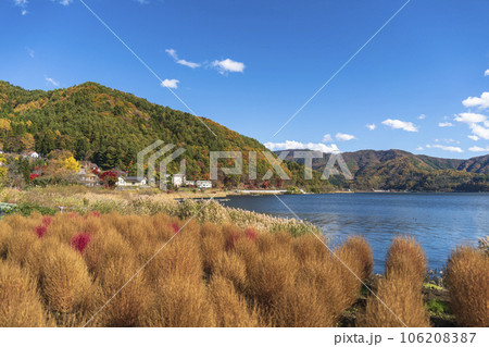 秋の河口湖大石公園 紅葉したコキアと湖岸【山梨県・富士河口湖町】 秋の河口湖大石公園 紅葉したコキアと湖岸【山梨県・富士河口湖町】 106208387