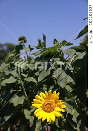 夏の花といえば黄色いヒマワリ 106208657