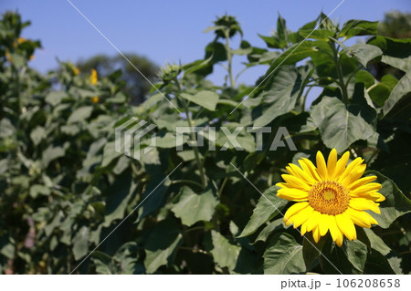 夏の花といえば黄色いヒマワリ 夏の花といえば黄色いヒマワリ 106208658