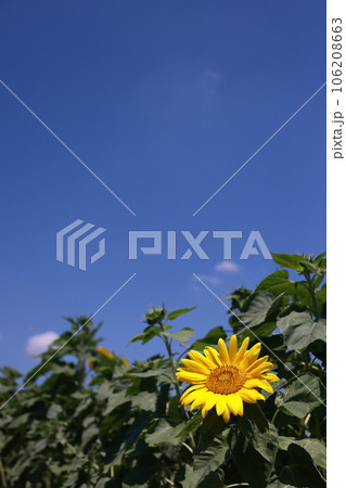 夏の花といえば黄色いヒマワリ 夏の花といえば黄色いヒマワリ 106208663