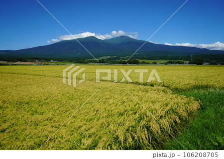 稲刈り間近の田と鳥海山 106208705