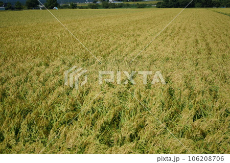 稲刈り間近の田 稲刈り間近の田 106208706