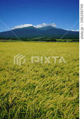 稲刈り間近の田と鳥海山 106208749