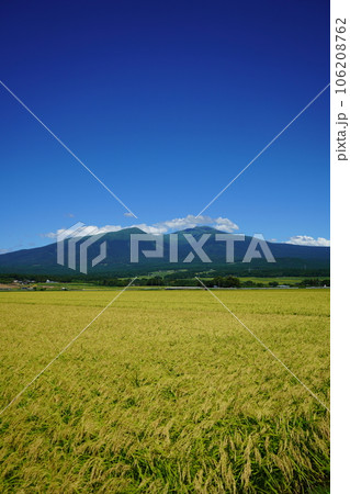 稲刈り間近の田と鳥海山 稲刈り間近の田と鳥海山 106208762