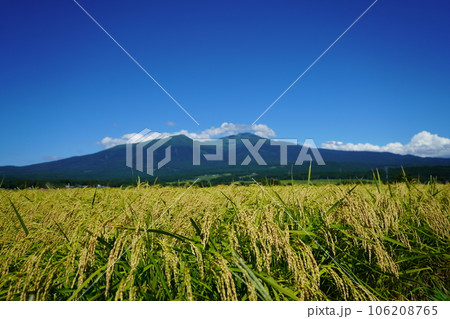 稲刈り間近の田と鳥海山 稲刈り間近の田と鳥海山 106208765