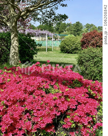 行楽日和の公園に咲く躑躅と藤の花〈南公園/愛知県岡崎市〉 106208842