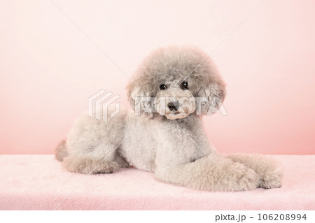 ピンクバックで伏せたトイプードルのアムル ピンクバックで伏せたトイプードルのアムル 106208994