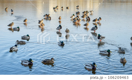Ducks exploring a frozen lake in the city, with some of them swimming in the open water. Wonder of winter wildlife in park 106209463