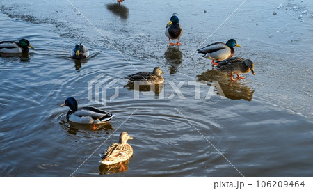 Ducks walking on a frozen lake covered with ice, while some of them search for food and swim in the open water. Adaptability and beauty of animals in winter 106209464