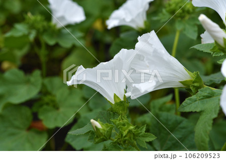 White lavater flowers in a summer green garden. Lavatera trimestris. White lavater flowers in a summer green garden. Lavatera trimestris. 106209523