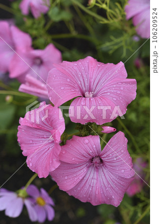 Pink lavater flowers in a summer green garden. Lavatera trimestris. Pink lavater flowers in a summer green garden. Lavatera trimestris. 106209524