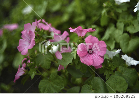 Pink lavater flowers in a summer green garden. Lavatera trimestris. Pink lavater flowers in a summer green garden. Lavatera trimestris. 106209525