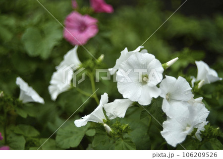 White lavater flowers in a summer green garden. Lavatera trimestris. White lavater flowers in a summer green garden. Lavatera trimestris. 106209526