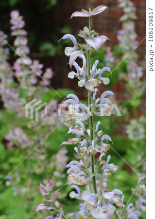 神戸布引ハーブ園の「クラリセージ」 神戸布引ハーブ園の「クラリセージ」 106209817