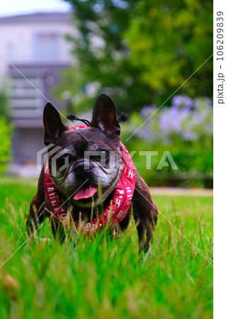 フレンチブルドッグと夏の朝散歩 フレンチブルドッグと夏の朝散歩 106209839