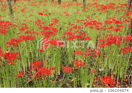 思いを馳せる、群生して咲く彼岸花 106209874