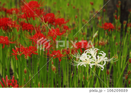 思いを馳せる、群生して咲く彼岸花 思いを馳せる、群生して咲く彼岸花 106209889