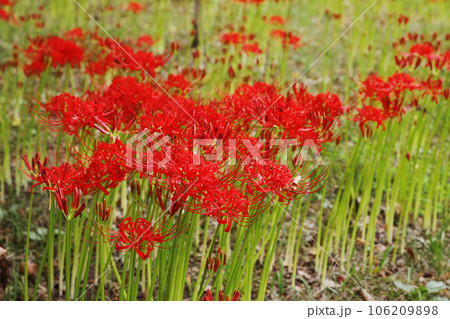 思いを馳せる、群生して咲く彼岸花 106209898