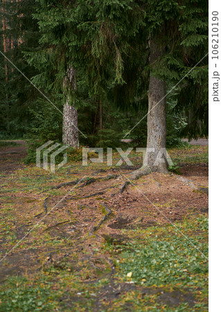 Fir trees in the forest. Fir trees in the forest. 106210190