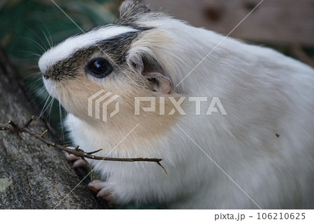 モルモット113 モルモット113 106210625