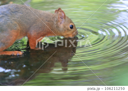 水を飲む二ホンリス　熱中症対策　水分補給 106211250