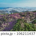 Jindallae azalea blooming in hwangryeongsan mountain, Busan, South Korea, Asia 106211437